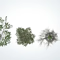 Diverse Arbor Trees Featuring Green Foliage Coniferous and Deciduous Varieties with Shadows 3d model