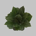 Elegant Green Leafy Plant In Textured Vase For Modern Home Decoration