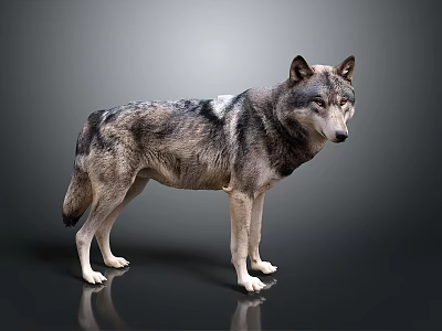 Gray Black Wolf Standing With Alert Posture On Dark 3D Rendered Background 3d model
