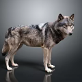 Gray Black Wolf Standing With Alert Posture On Dark 3D Rendered Background