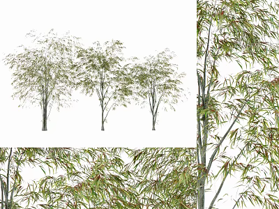 Tall Leafy Trees With Slender Branches And Green Foliage In Natural Scene 3d model