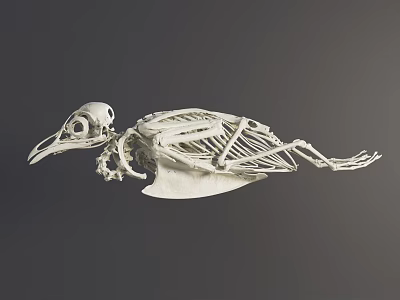modern animal bones penguin bones 3d model