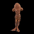Brown Amphibian with Rough Skin and Long Tail on Black Background