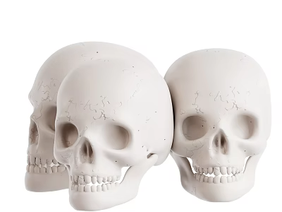 White Decorative Skull Models Set Of Three For Display And Decoration 3d model