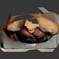 Human Torso Anatomy Model for Medical Education with Internal Organs