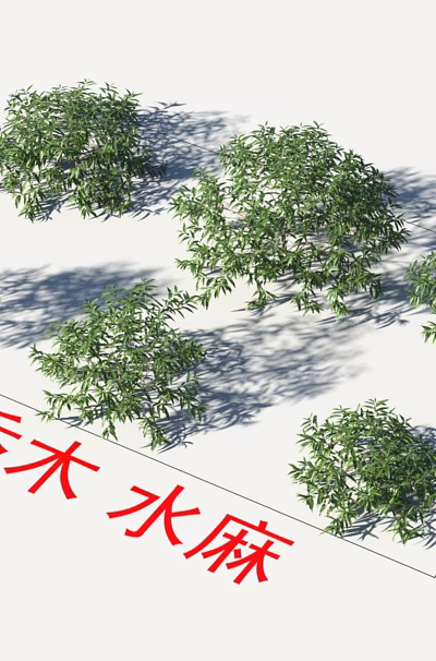 Small Arbor Shuima Plants With Lush Green Foliage Growing In A Plantation Area 3d model