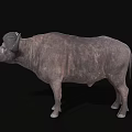Realistic 3D Buffalo Model Featuring Detailed Horns On Black Background