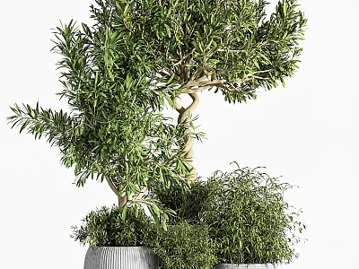 Bonsai Olive Tree Plant With Green Foliage Surrounded By Smaller Potted Plants 3d model
