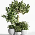 Bonsai Olive Tree Plant With Green Foliage Surrounded By Smaller Potted Plants