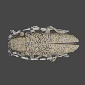 Detailed Yellowish Brown Beetle With Black Spots Long Antennae And Six Legs