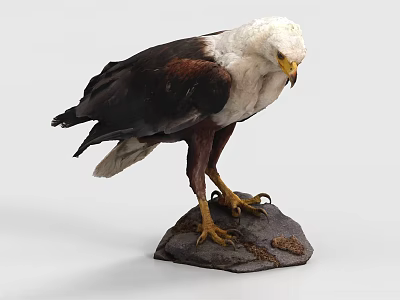 Bald Eagle Perching On Rock With Lowered Head And Gripping Sharp Talons Displayed 3d model
