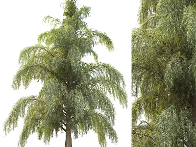 Garden Weeping Tree with Lush Green Foliage and Hanging Branches Full and Close Up Views 3d model