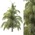 Garden Weeping Tree with Lush Green Foliage and Hanging Branches Full and Close Up Views
