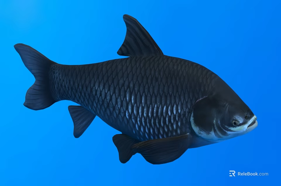 Detailed Black Aquatic Fish With Shiny Scales Side View On Blue Background 3d model 