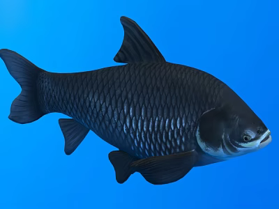 Detailed Black Aquatic Fish With Shiny Scales Side View On Blue Background 3d model