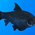Detailed Black Aquatic Fish With Shiny Scales Side View On Blue Background