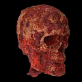 3D Rendered Biological Skull With Detailed Red Brown Texture On Dark Background