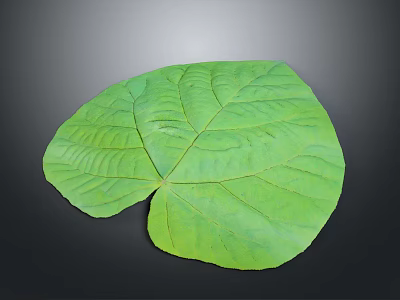 Large Green Plant Leaf With Prominent Veins And Vibrant Fresh Texture 3d model