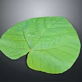 Large Green Plant Leaf With Prominent Veins And Vibrant Fresh Texture