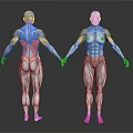 Human Limb Muscle Anatomy Model Front And Back View With Colored Markings 3d model