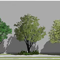 Three Arbor Trees with Lush Green Foliage in Landscaped Area with Bushes and Paved Ground