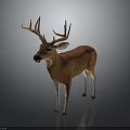 Deer with Large Antlers Brown Body and White Legs Standing on Gray Background
