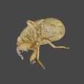 Close Up View Of Natural Cicada Exuviae With Detailed Shell Structure