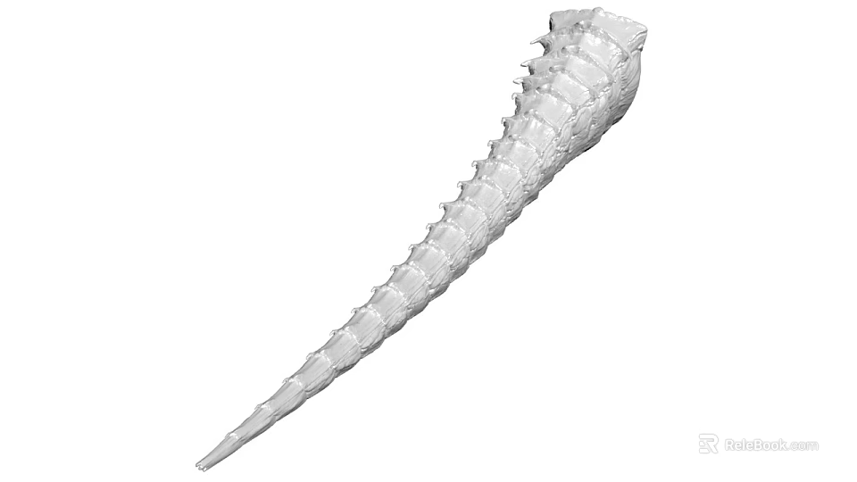 Highly Detailed White Anatomical Spinal 3D Model For Medical Education 3d model 