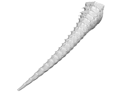 Highly Detailed White Anatomical Spinal 3D Model For Medical Education 3d model