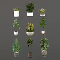 Variety of Indoor Green Plants in Different Decorative Planters and Pots