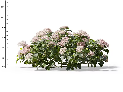 Lush Green Leafy Plant With Pink Flowers For Garden Landscaping Decoration 3d model