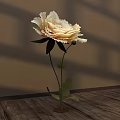 Floral Display With Creamy White Peony Green Leaves On Brown Wall Wooden Floor
