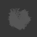 Vibrant Green Shrub with Lush Feathery Foliage and Dense Branching Against Black Background