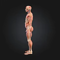 Human Organ System Anatomical Illustration Showing Muscle Skeleton And Vascular Structures