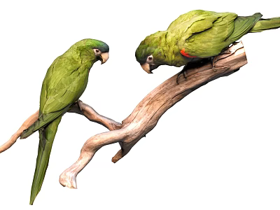 Two Vibrant Green Parrots Perched on Natural Wooden Branch Looking at Each Other 3d model
