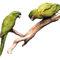 Two Vibrant Green Parrots Perched on Natural Wooden Branch Looking at Each Other