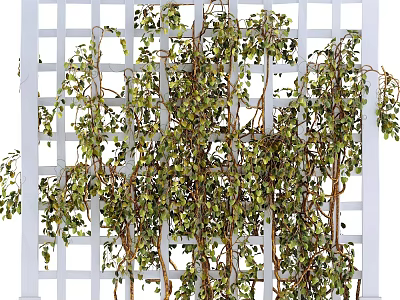 Green Vines With Lush Green Leaves Growing On White Lattice Trellis 3d model
