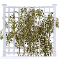 Green Vines With Lush Green Leaves Growing On White Lattice Trellis