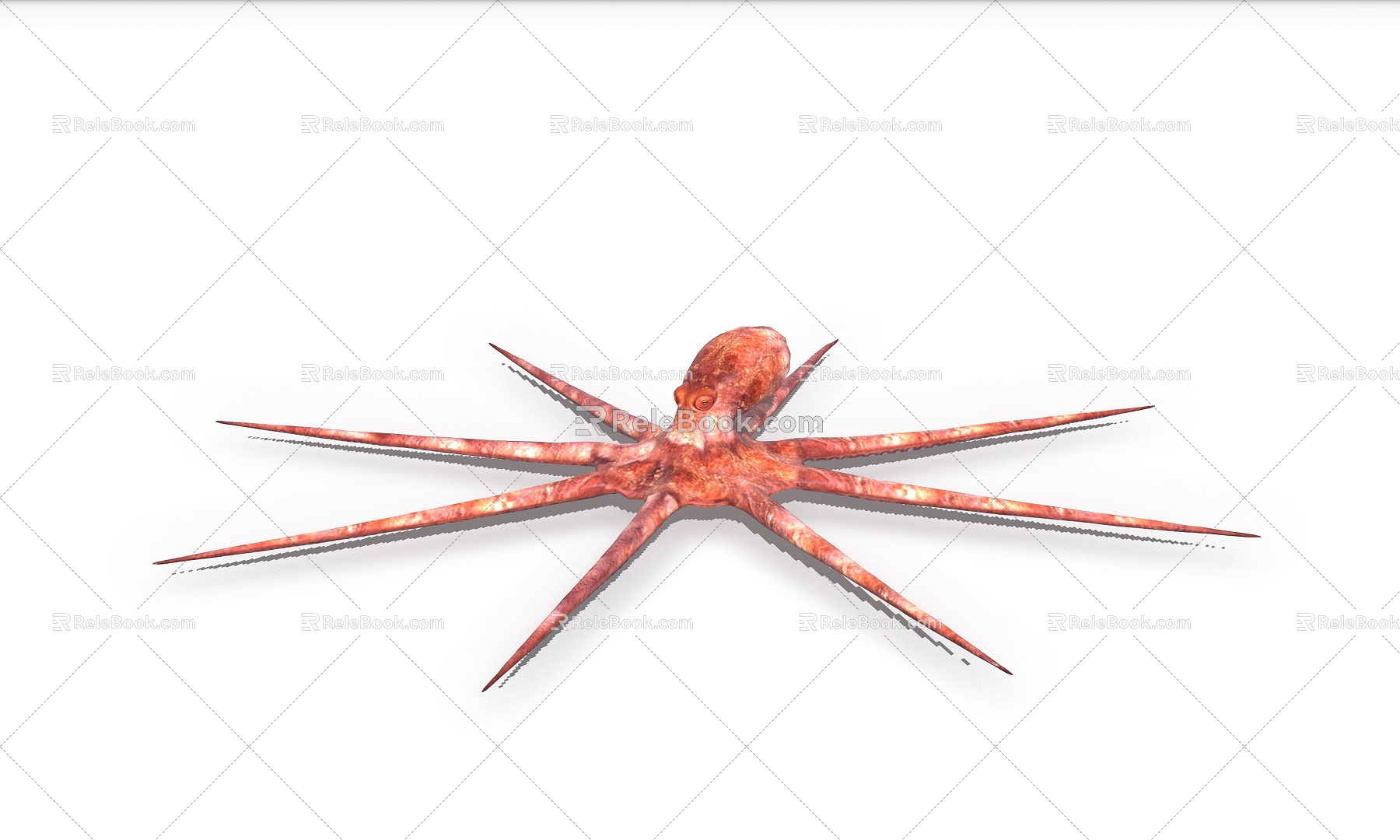 Octopus Squid Marine Life 3d model