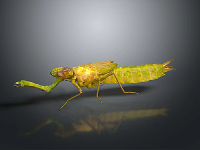 Green Mantis with Detailed Body Structure Predatory Forelegs and Reflection on Gray Gradient Background 3d model