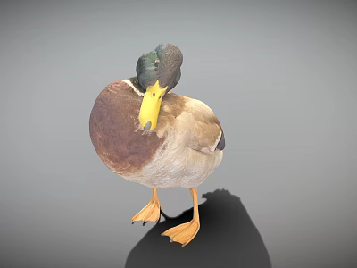 Wild Duck with Brown Feathers Green Head Yellow Beak Orange Feet Standing on Gray Background 3d model