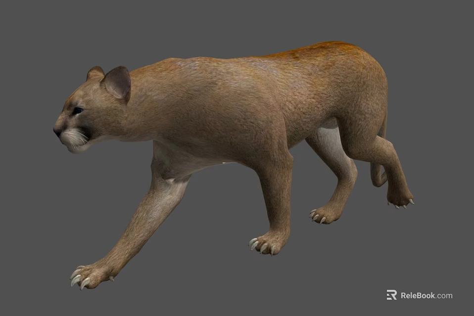 Realistic Puma Walking Pose With Brown Fur On Gray Background 3d model 