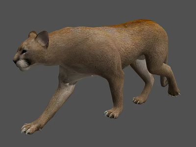 Realistic Puma Walking Pose With Brown Fur On Gray Background 3d model