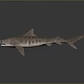 Striped Gray Shark Model Displayed on Dark Background with Reflection 3d model