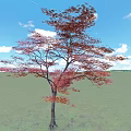 Deciduous Tree With Red Pink Leaves Dark Trunk Against Blue Sky White Clouds Green Grassland