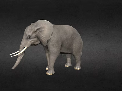 Gray Elephant Model With White Ivory Tusks Standing On Black Background 3d model