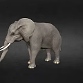 Gray Elephant Model With White Ivory Tusks Standing On Black Background