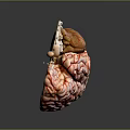 head structure head planer face human head planer face human brain planer face head structure brain structure human head structure 3d model