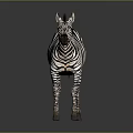 3D Rendered Zebra With Black And White Stripes Standing On Gray Background