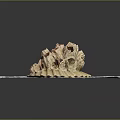 Light Brown Coral Polyps With Holes And Folds Displayed On Gray Cloth Surface